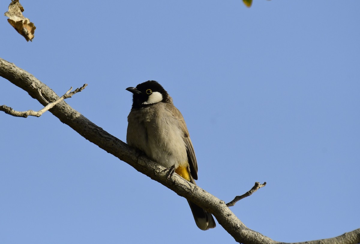 White-eared Bulbul - Faisal Fasaludeen