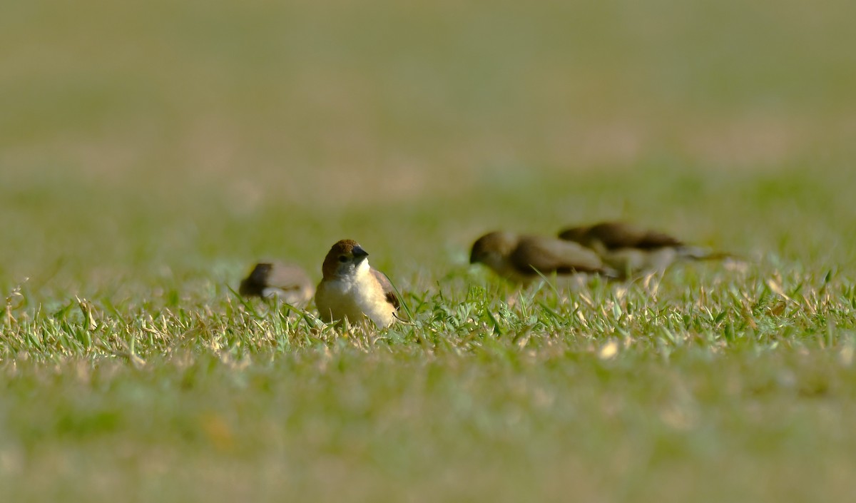 Indian Silverbill - Faisal Fasaludeen