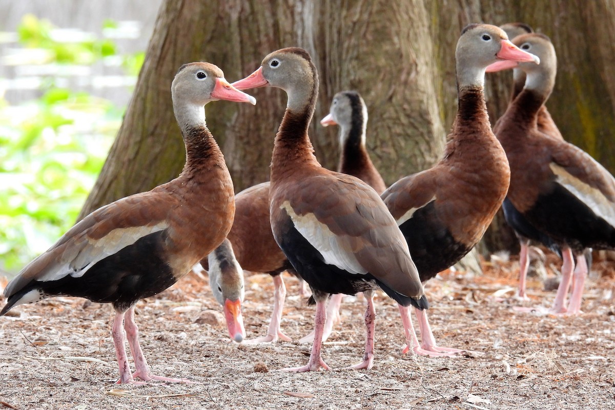 Black-bellied Whistling-Duck - ML610926253