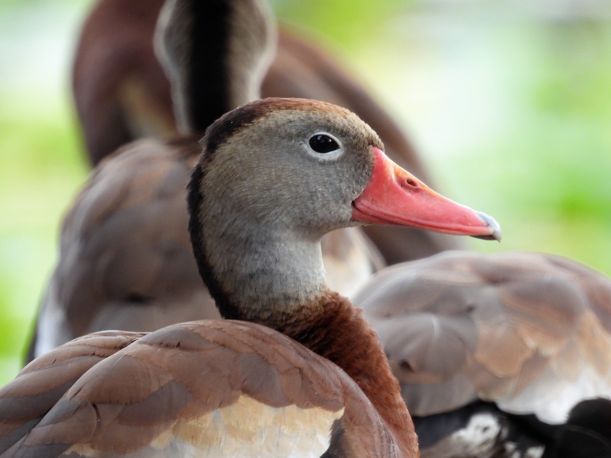 Black-bellied Whistling-Duck - ML610926266