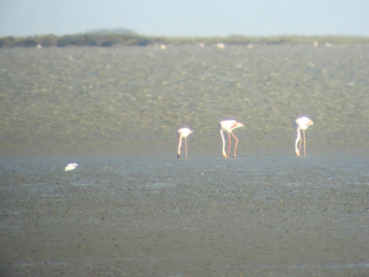 Lesser Flamingo - ML610926337