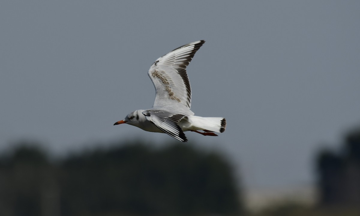 Mouette rieuse - ML610926417