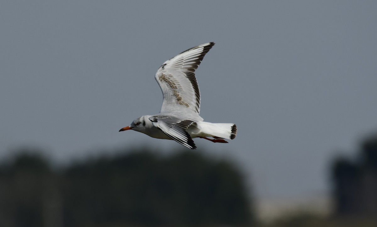 Black-headed Gull - ML610926417