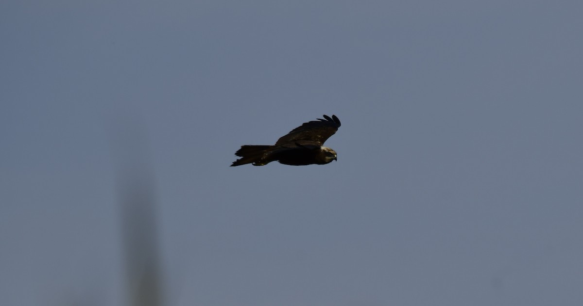 Western Marsh Harrier - Faisal Fasaludeen