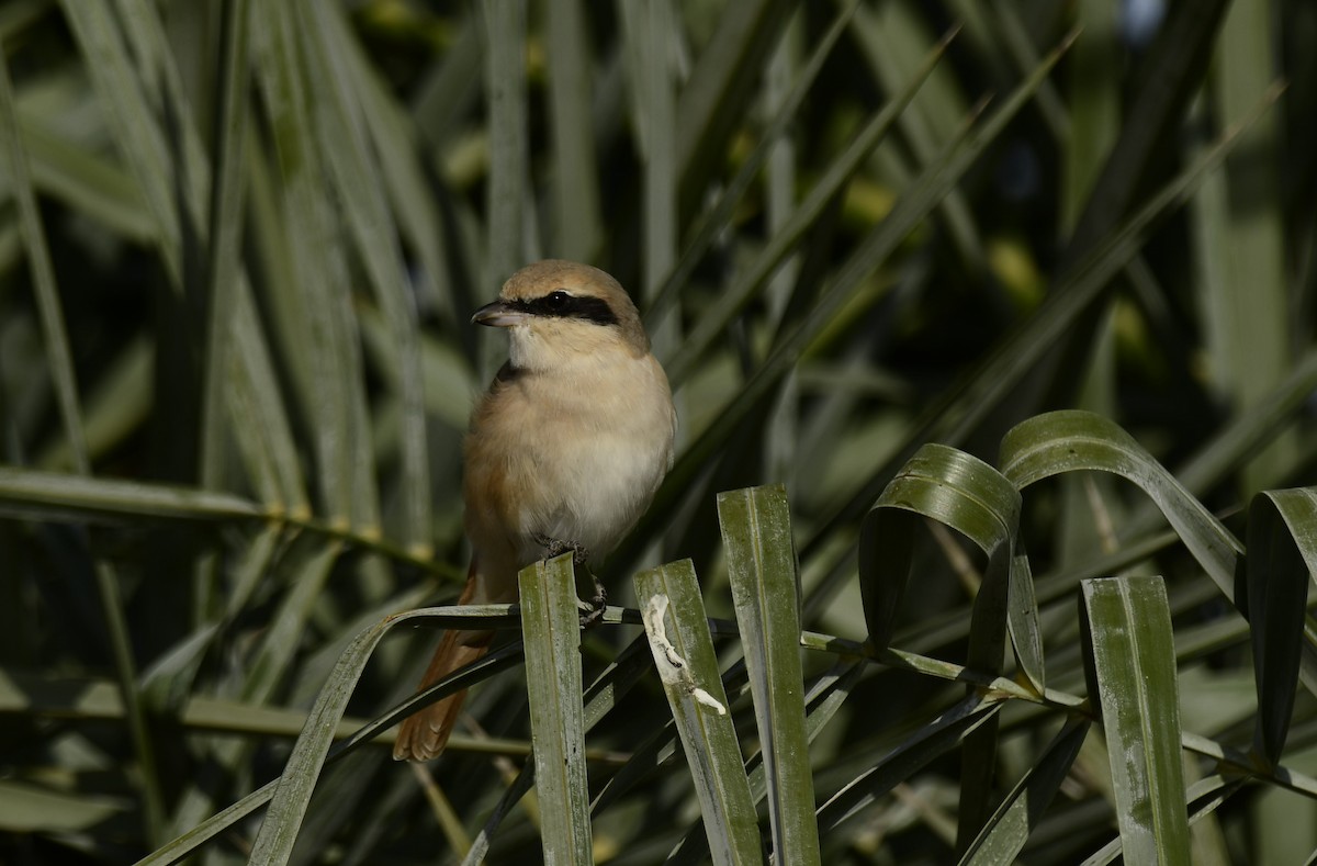 Isabelline Shrike - ML610926423