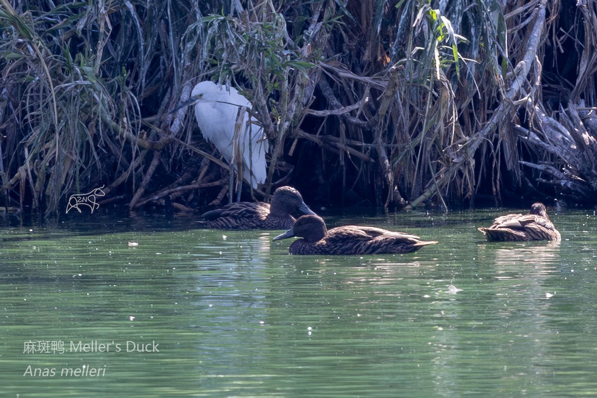 Meller's Duck - Zhen niu