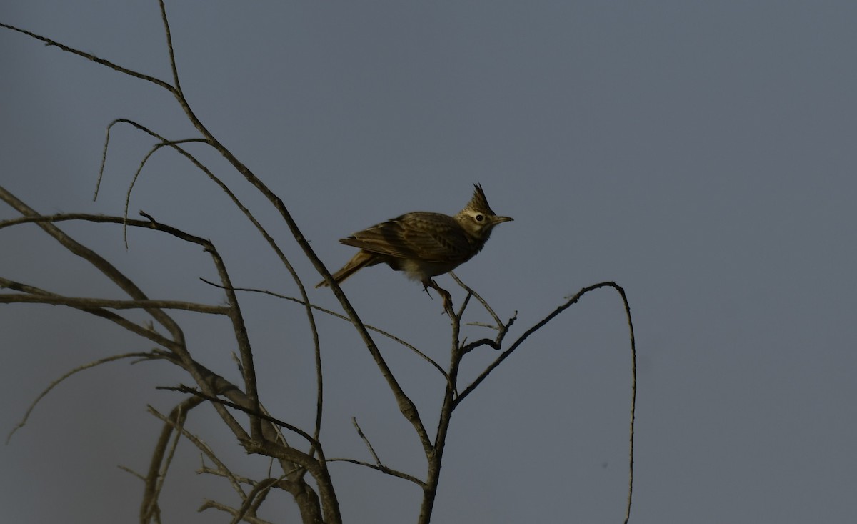 Eurasian Skylark - Faisal Fasaludeen