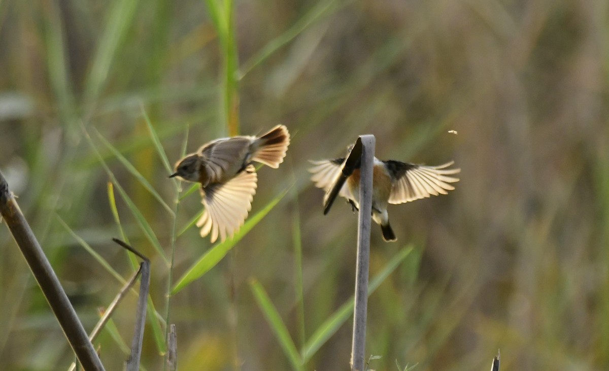 Siberian Stonechat - ML610926438