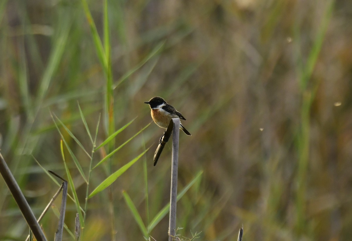 Siberian Stonechat - ML610926439