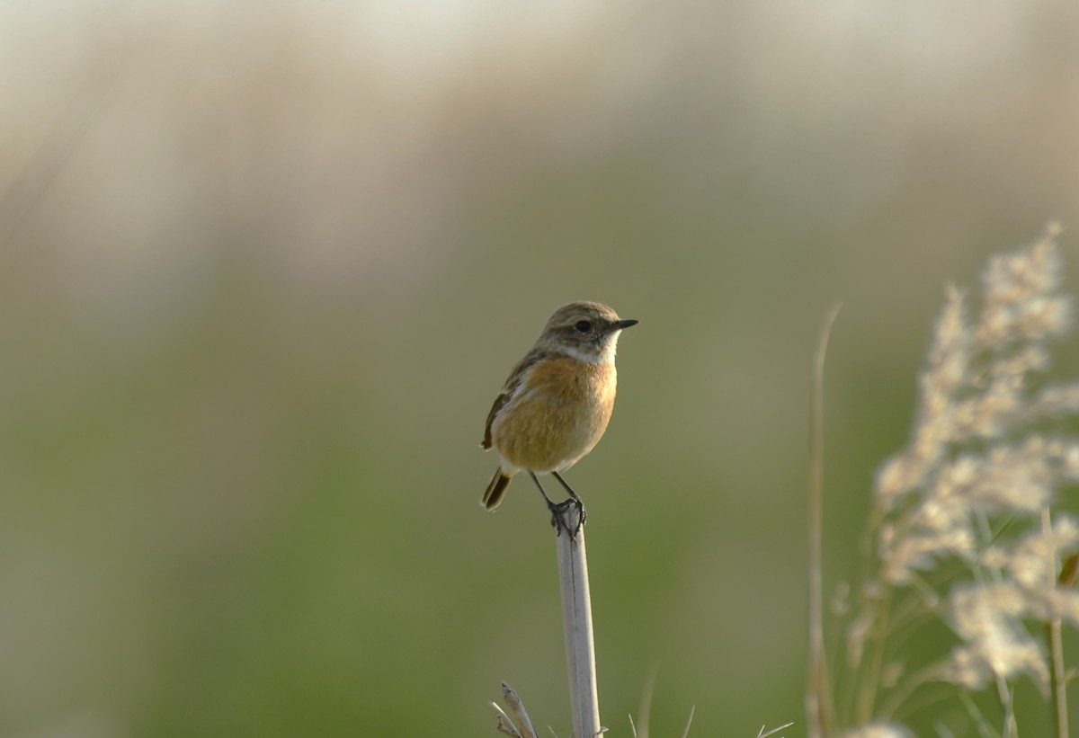 Siberian Stonechat - ML610926440