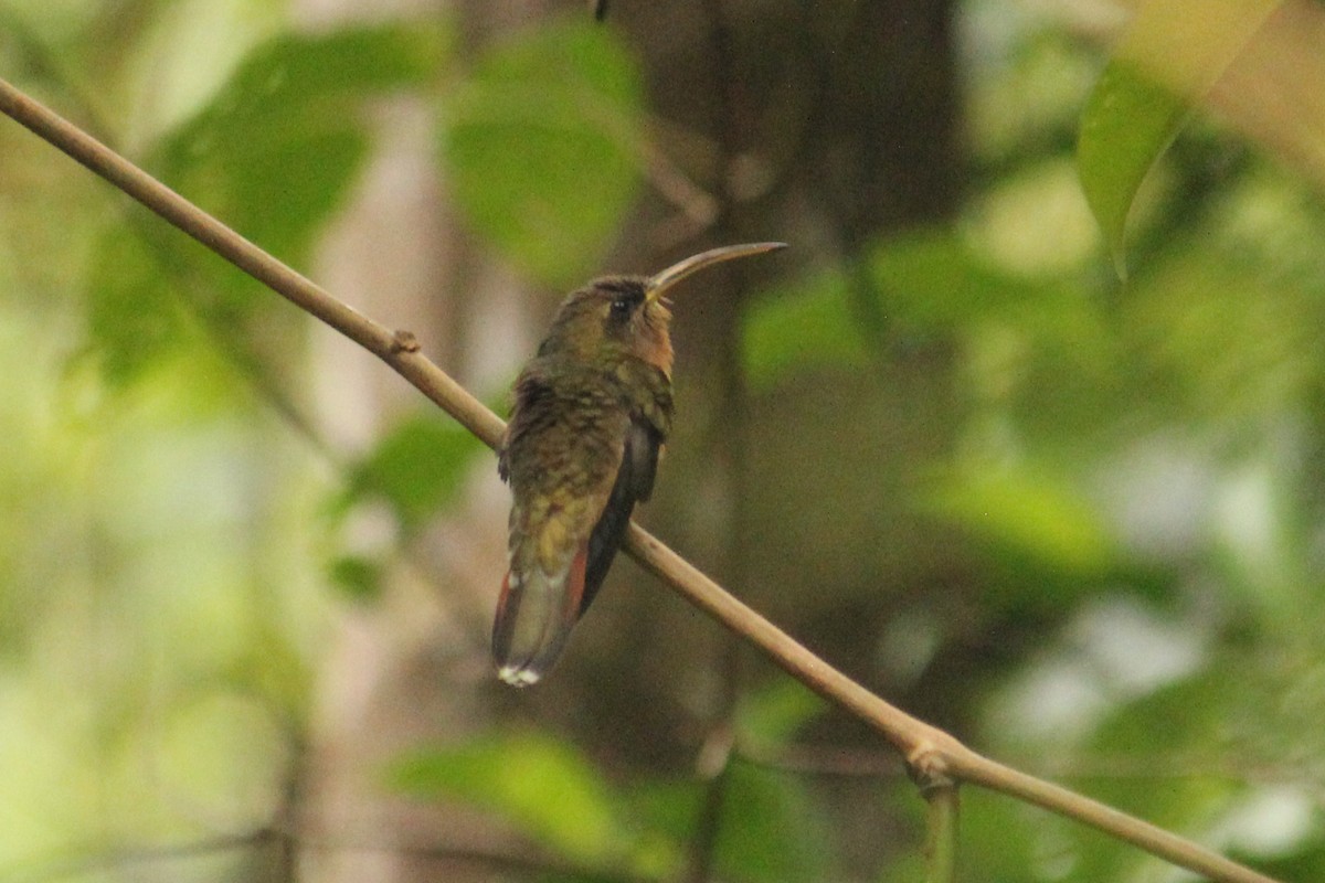 Rufous-breasted Hermit - ML610926458