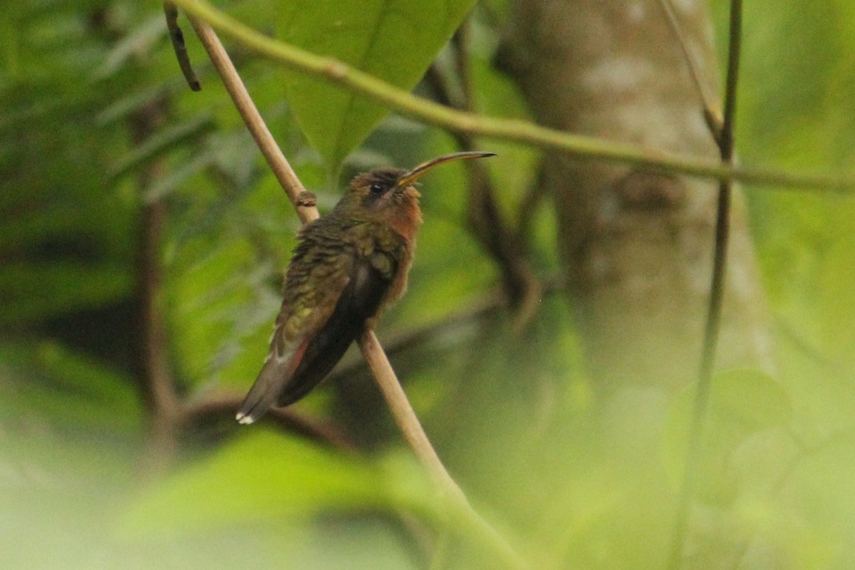 Rufous-breasted Hermit - ML610926459
