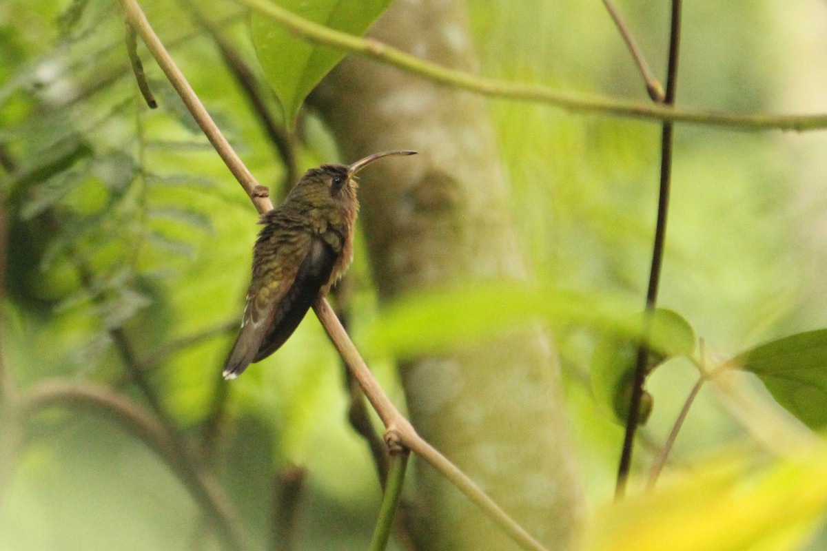 Rufous-breasted Hermit - ML610926461