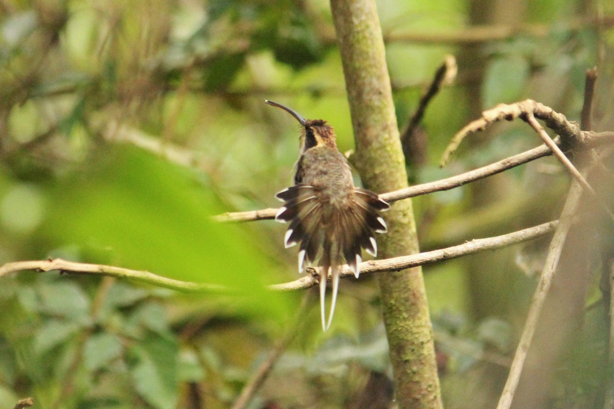 Scale-throated Hermit - ML610926482