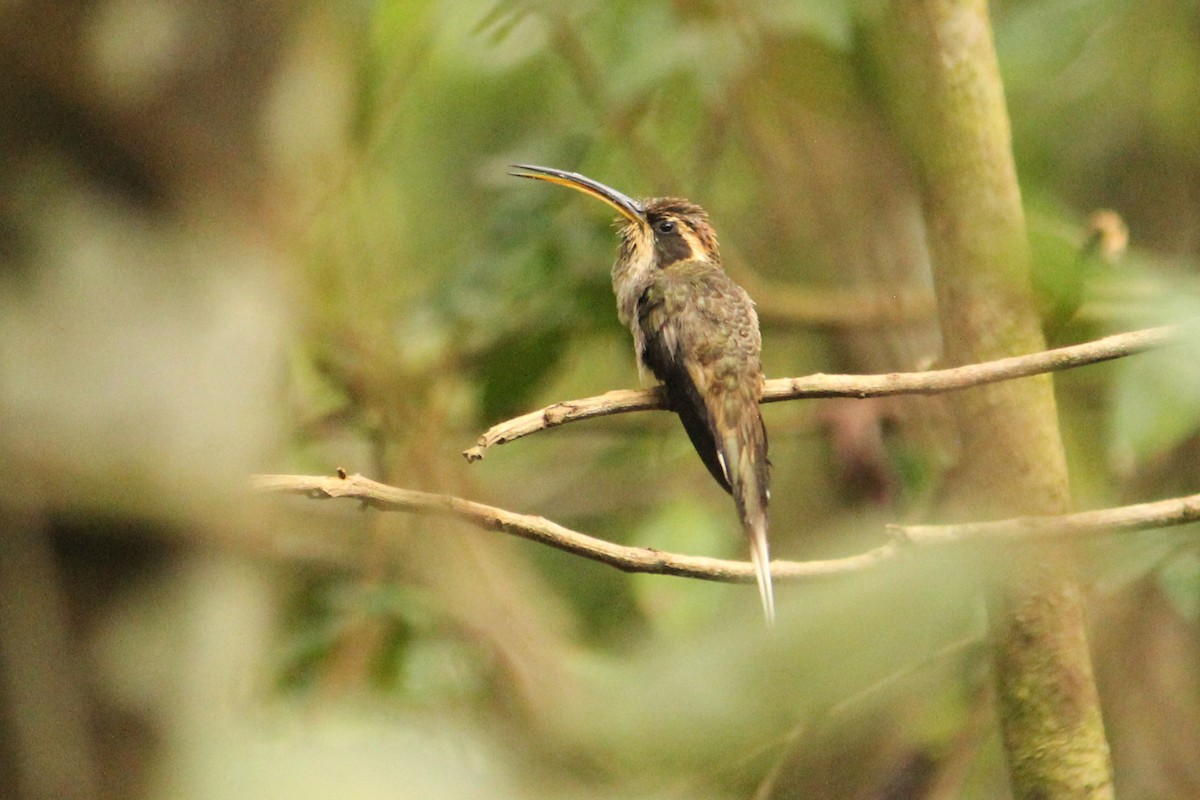 Scale-throated Hermit - ML610926484