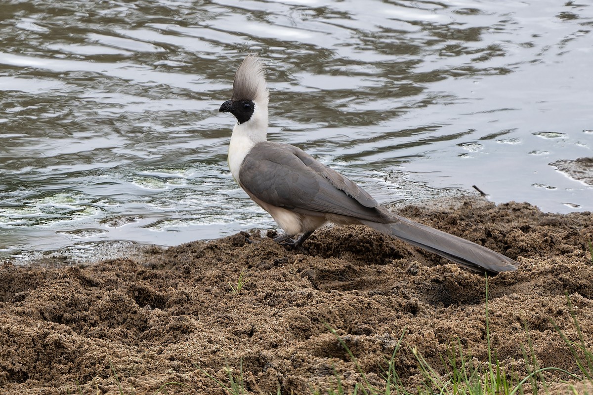 Bare-faced Go-away-bird - Don Danko