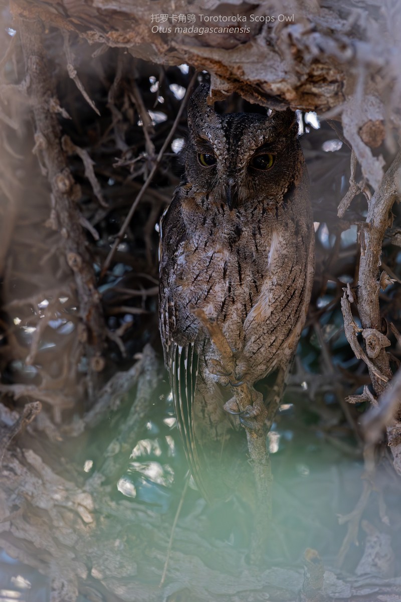 Madagascar Scops-Owl - ML610926503