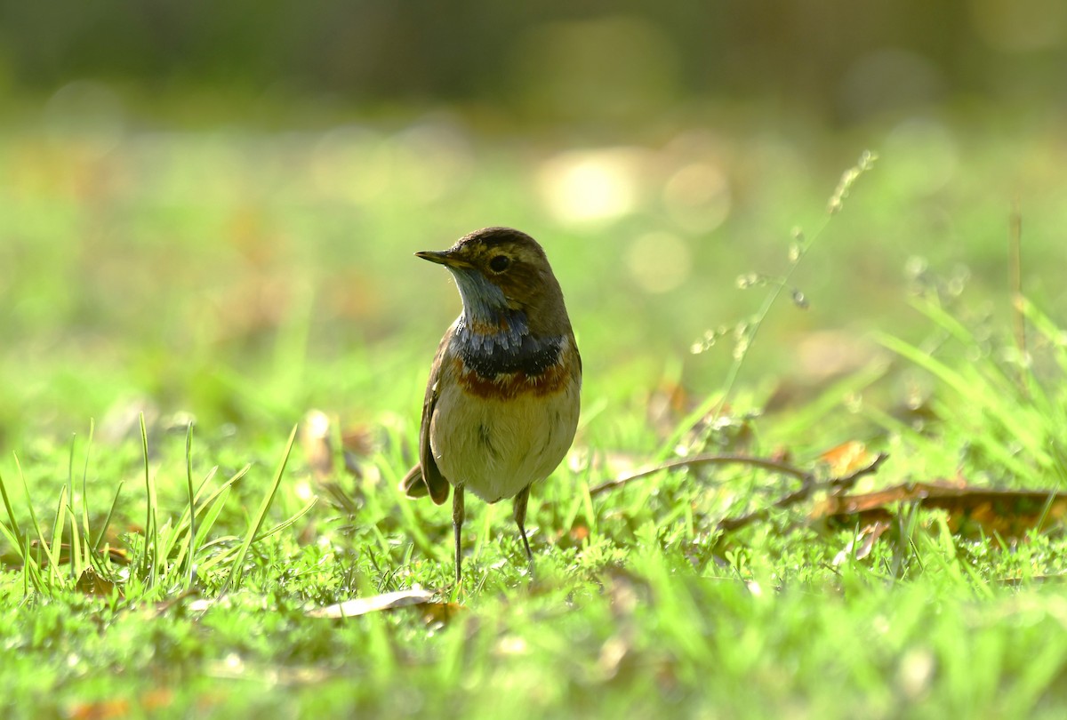 Bluethroat - Faisal Fasaludeen