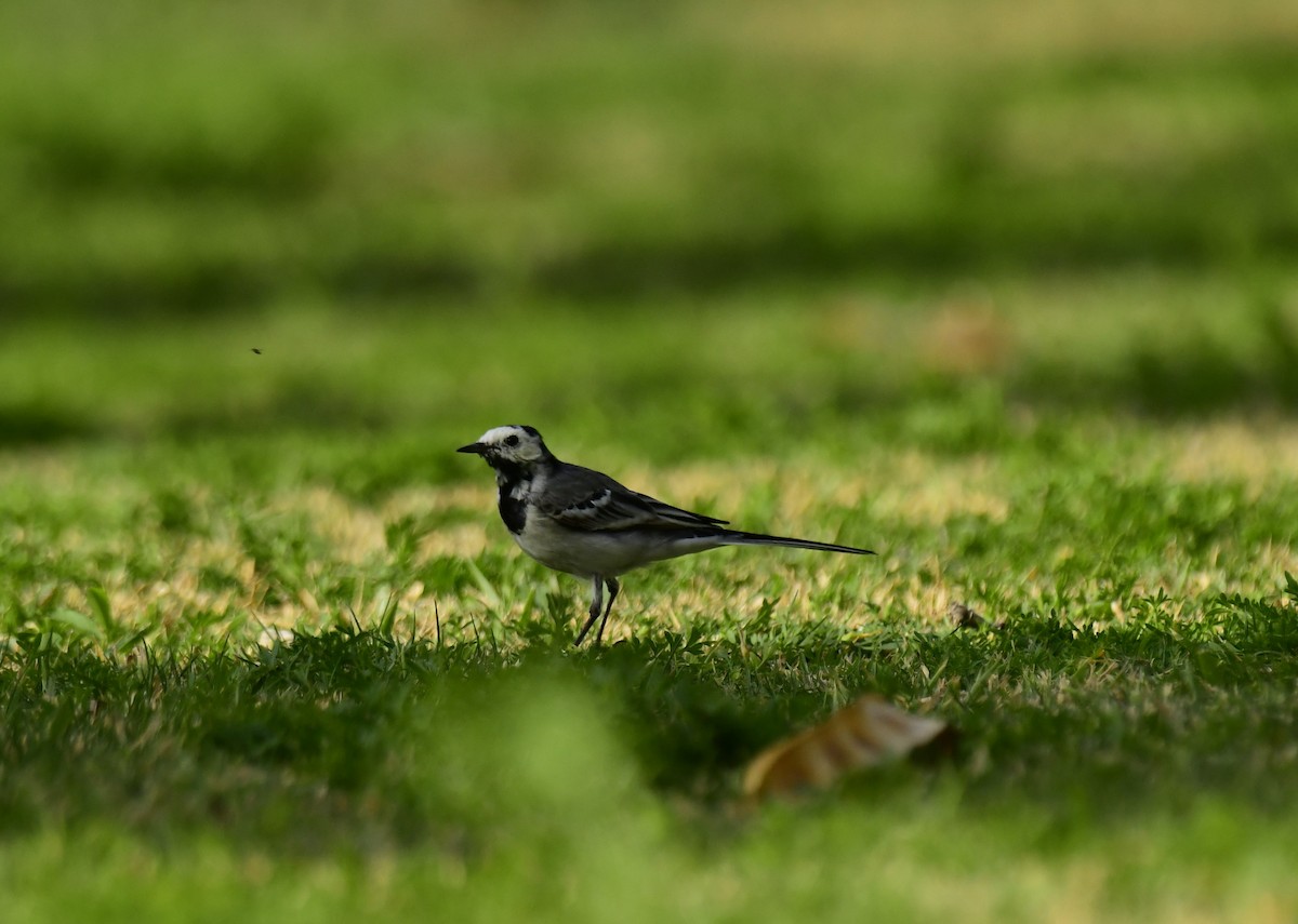 White Wagtail - Faisal Fasaludeen