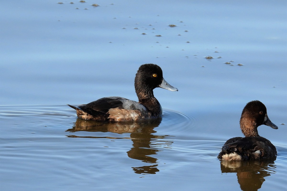 Lesser Scaup - ML610926532