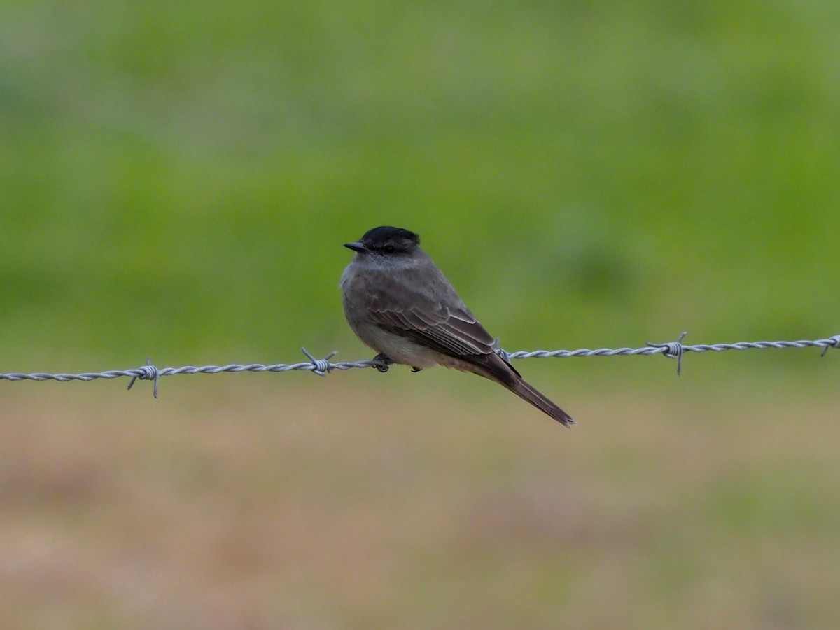 Crowned Slaty Flycatcher - Todd Deininger