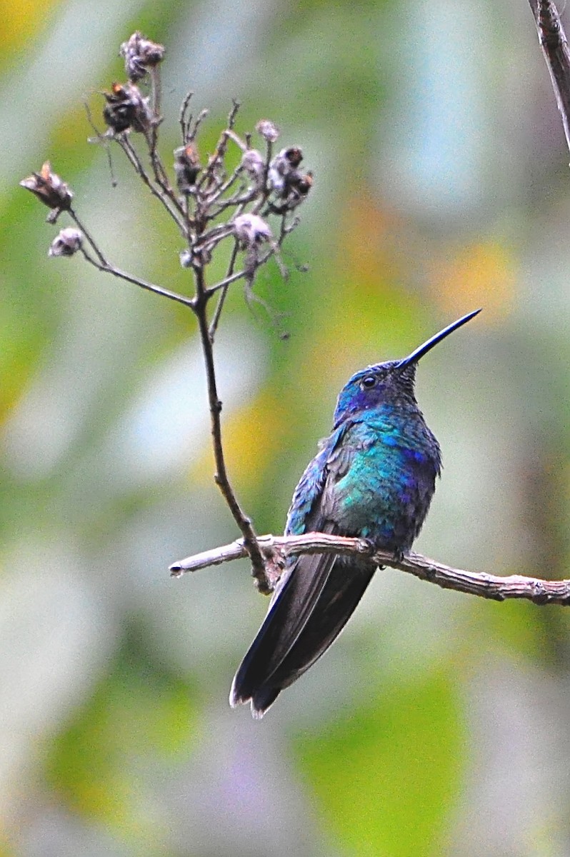kolibřík modrolící - ML610926550