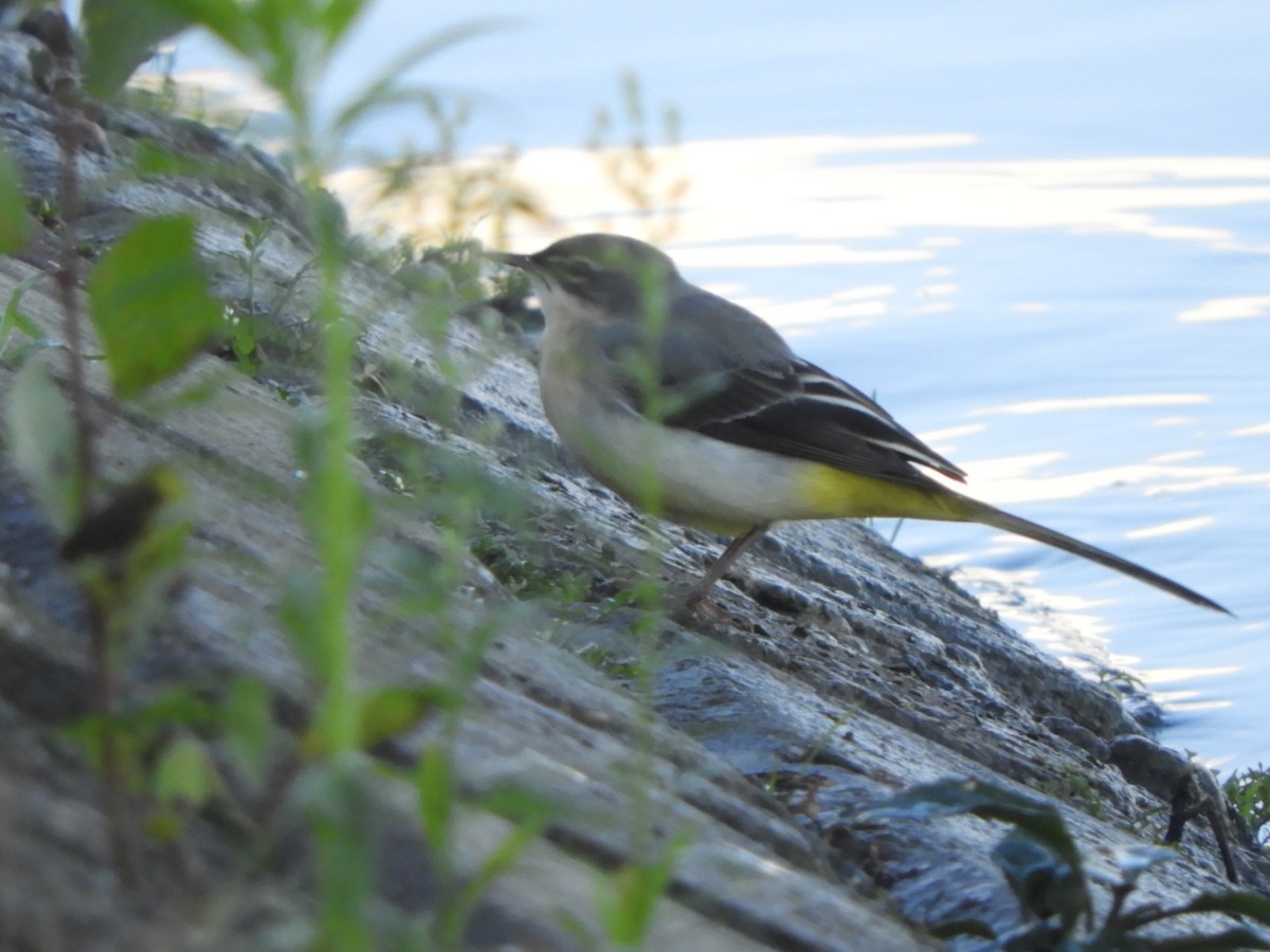 Gray Wagtail - ML610926587