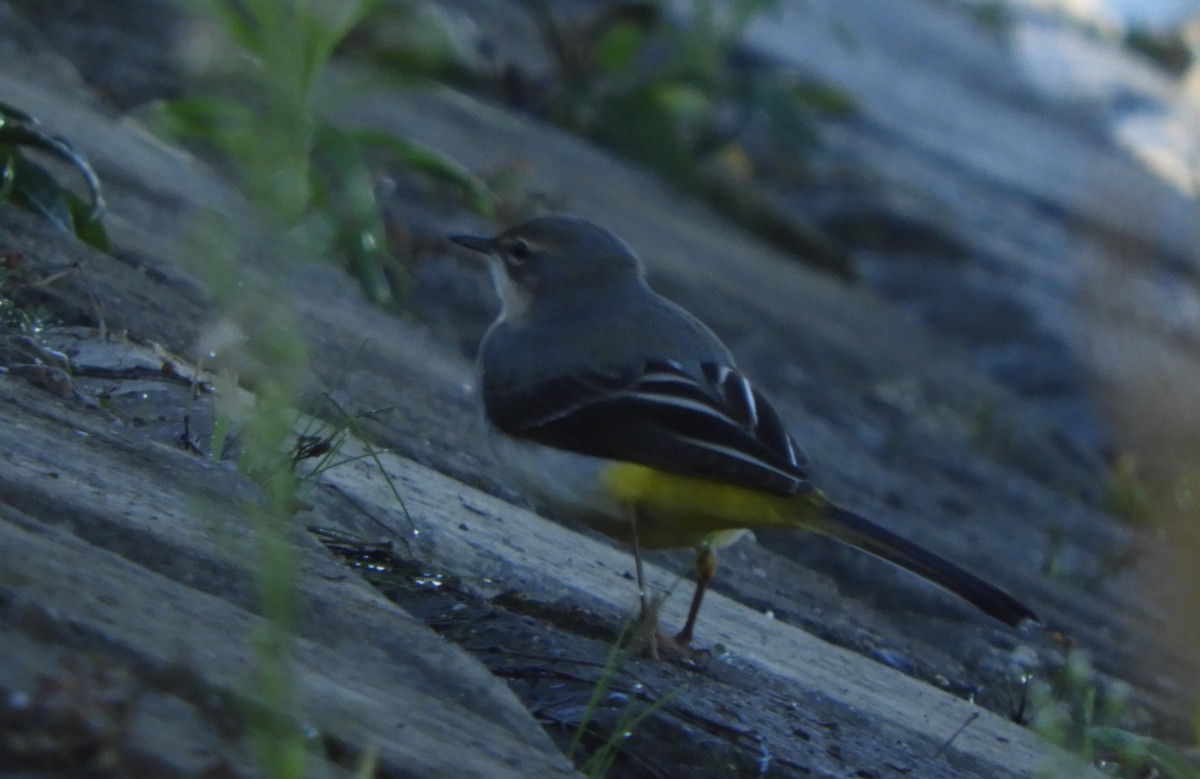 Gray Wagtail - ML610926588