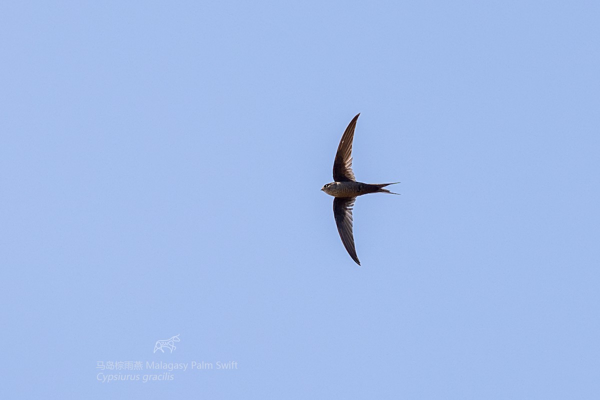 Malagasy Palm Swift (Madagascar) - ML610926599