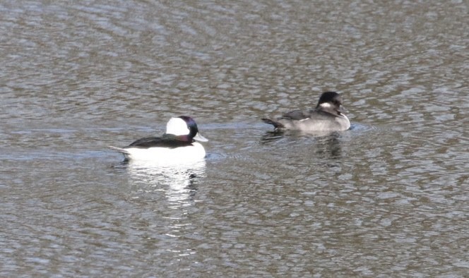 Bufflehead - Jim Grieshaber