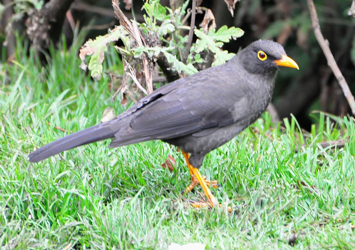 Great Thrush - Gareth Hughes