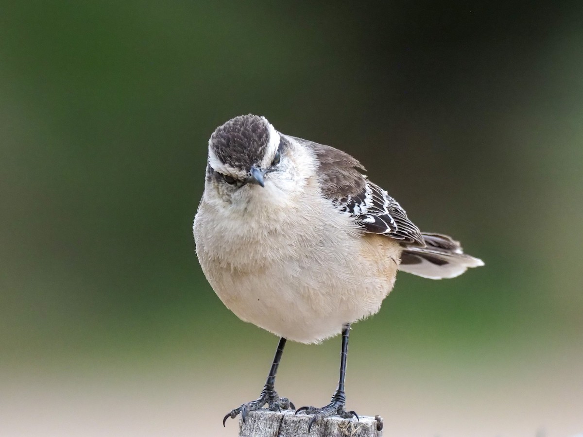 Chalk-browed Mockingbird - Todd Deininger