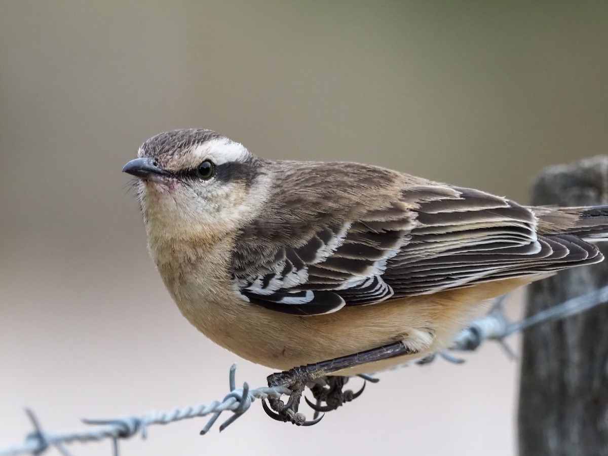 Chalk-browed Mockingbird - Todd Deininger