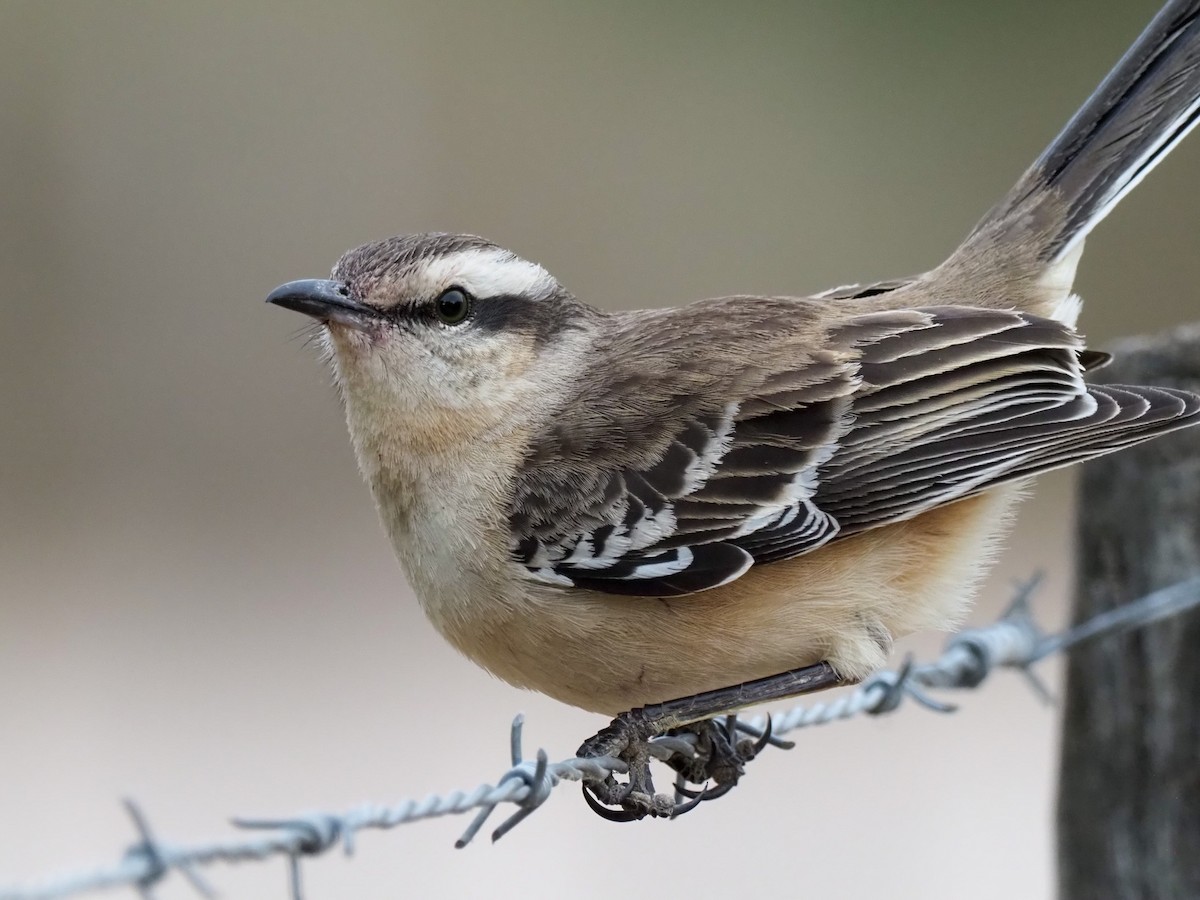 Chalk-browed Mockingbird - Todd Deininger