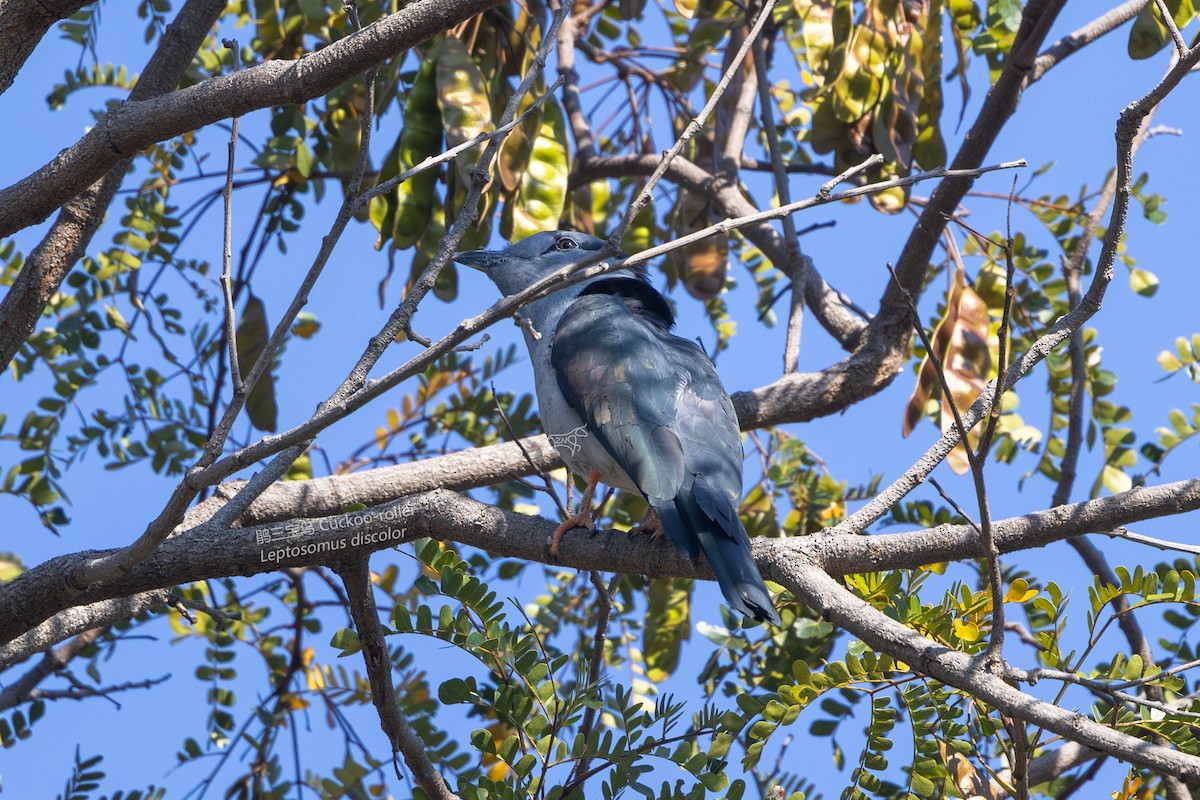 Cuckoo-roller - ML610926676