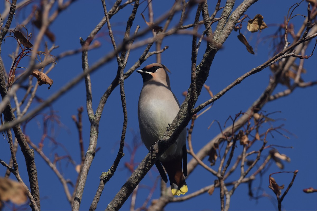 Bohemian Waxwing - ML610926705