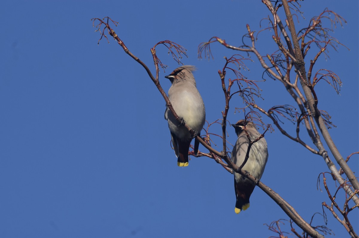 Bohemian Waxwing - Bing Dong