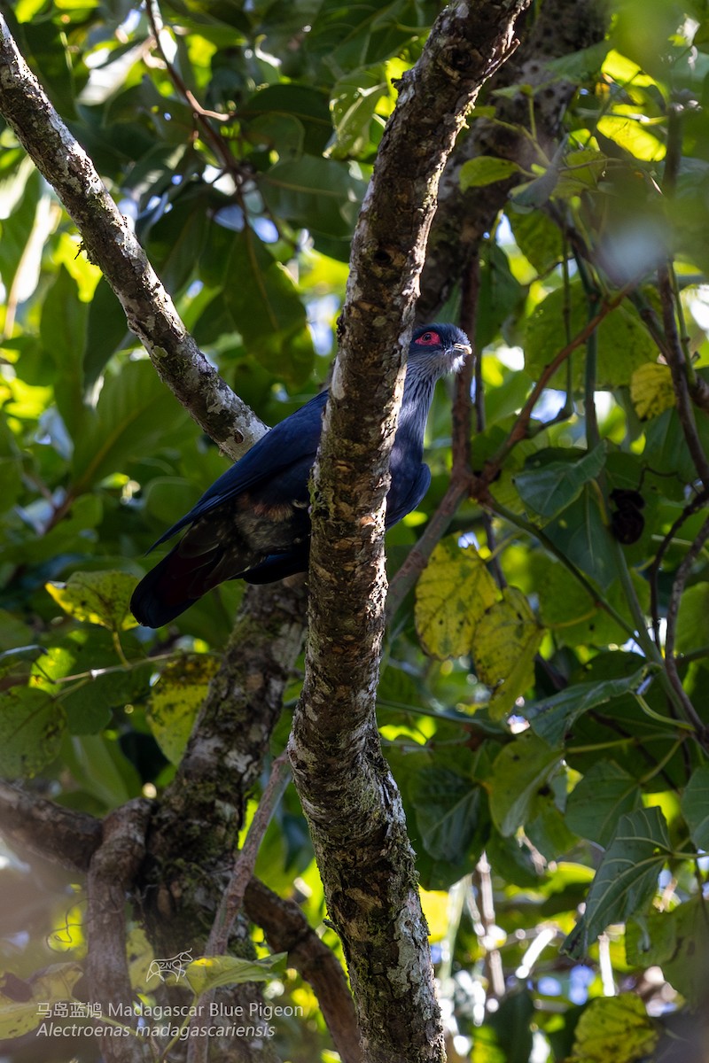 Madagascar Blue-Pigeon - ML610926728