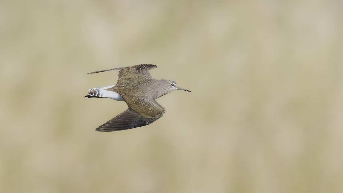 Green Sandpiper - Rui Pereira | Portugal Birding