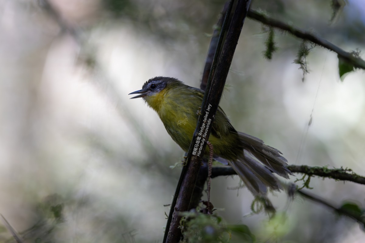 Wedge-tailed Jery - ML610926804