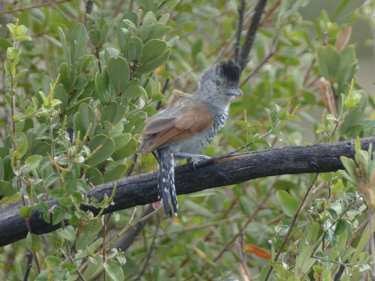 Rufous-winged Antshrike - ML610926809