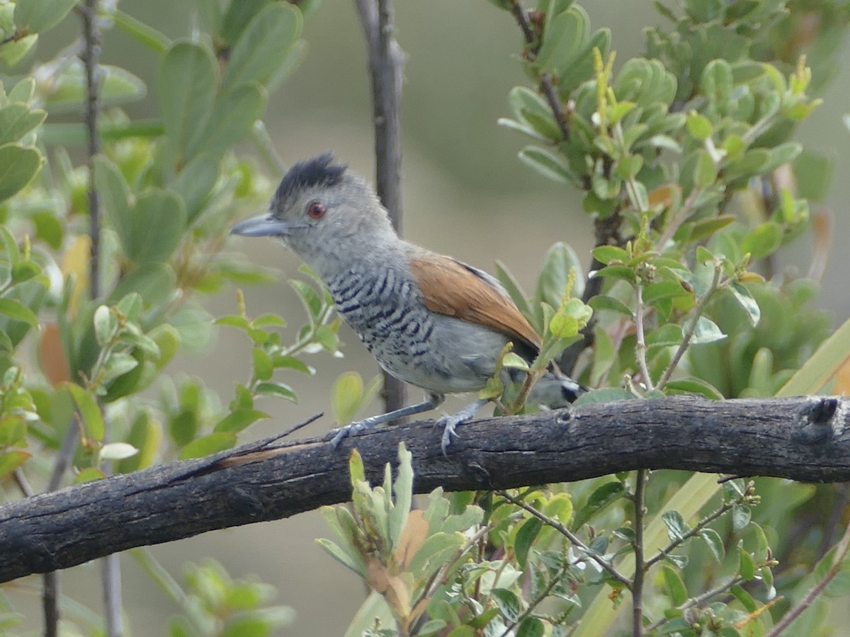 Rufous-winged Antshrike - Peter Kaestner