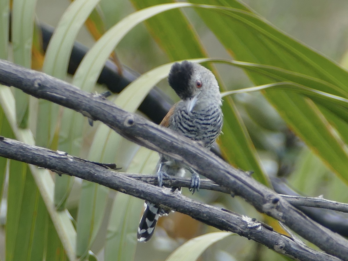 Rufous-winged Antshrike - ML610926811