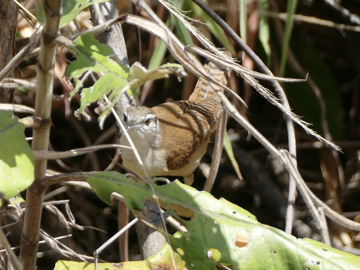 Long-billed Wren - ML610926813