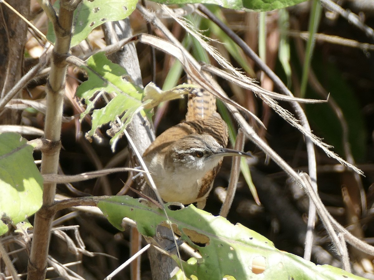 Long-billed Wren - ML610926814