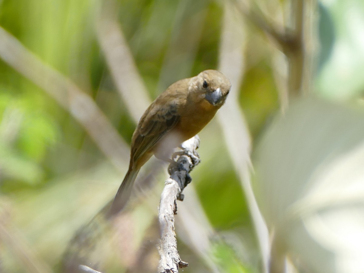 White-bellied Seedeater - Peter Kaestner