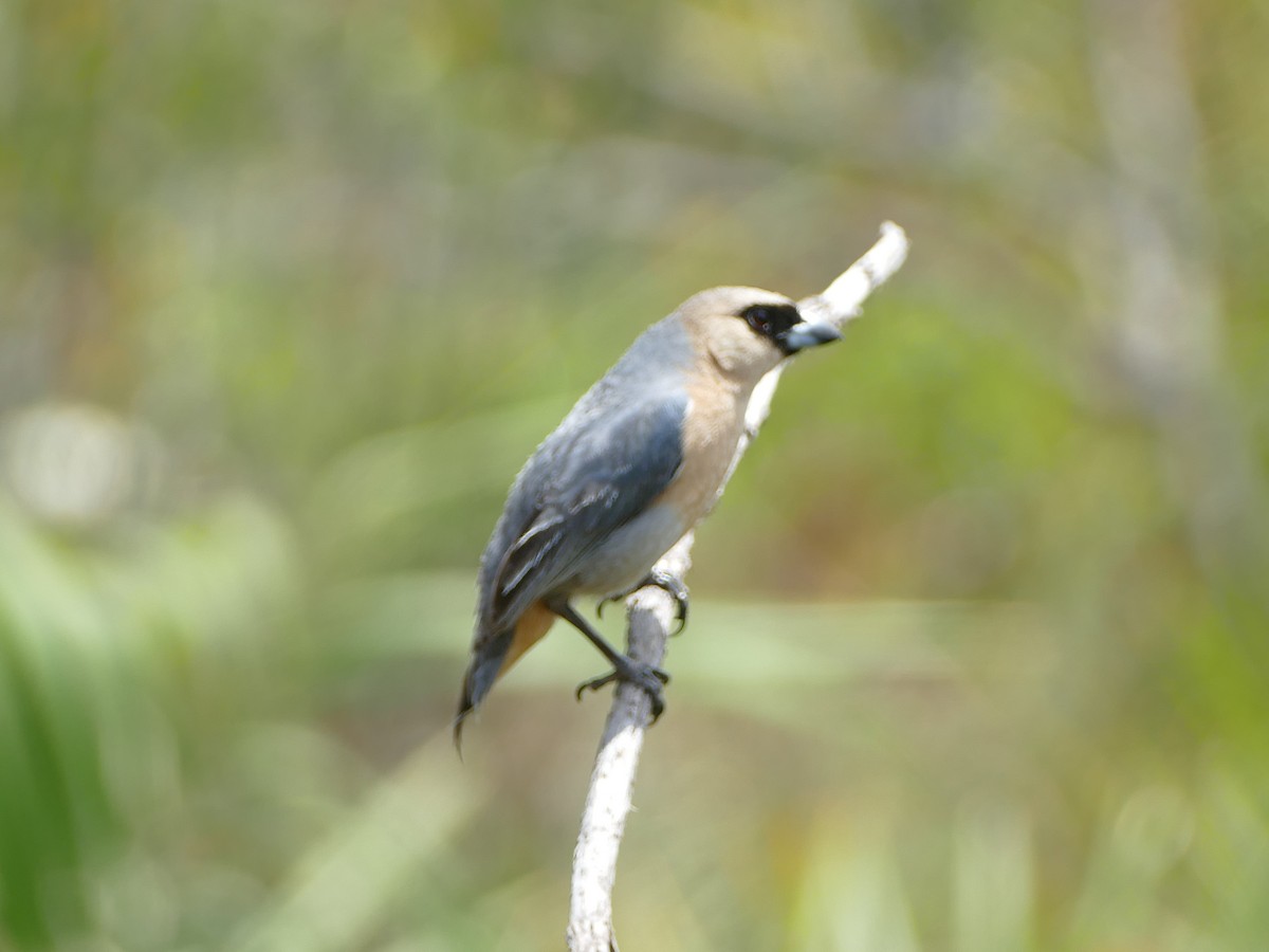 Cinnamon Tanager - Peter Kaestner