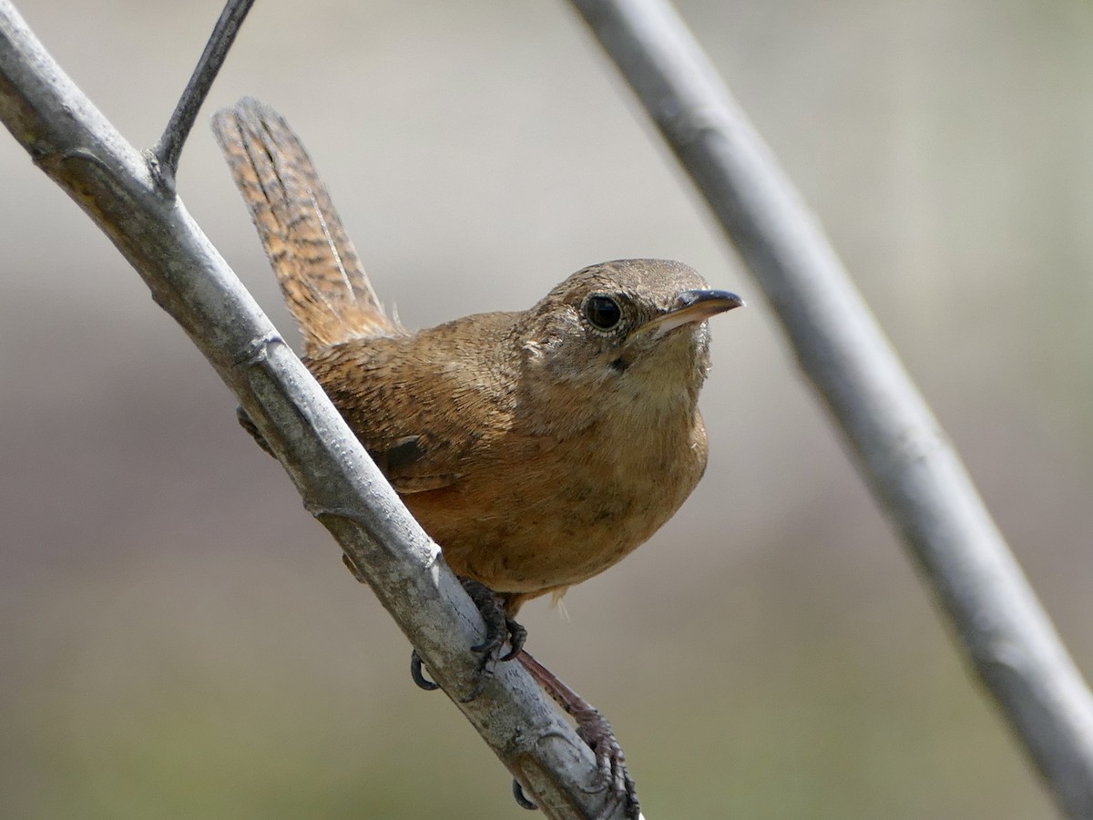 Southern House Wren - ML610926835