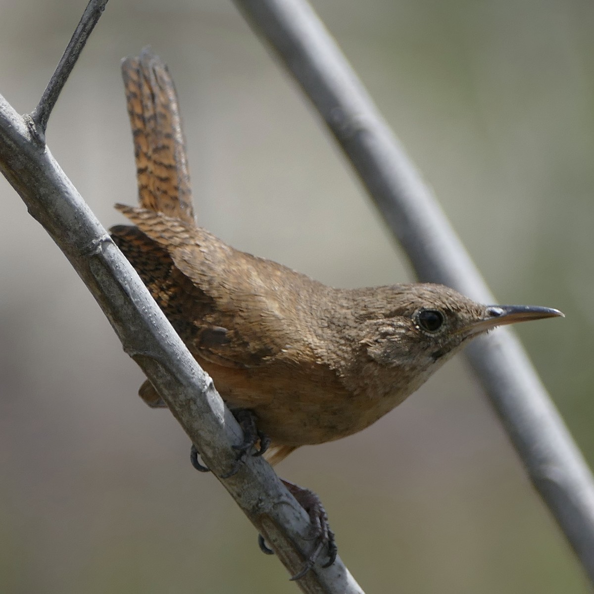 House Wren (Southern) - Peter Kaestner