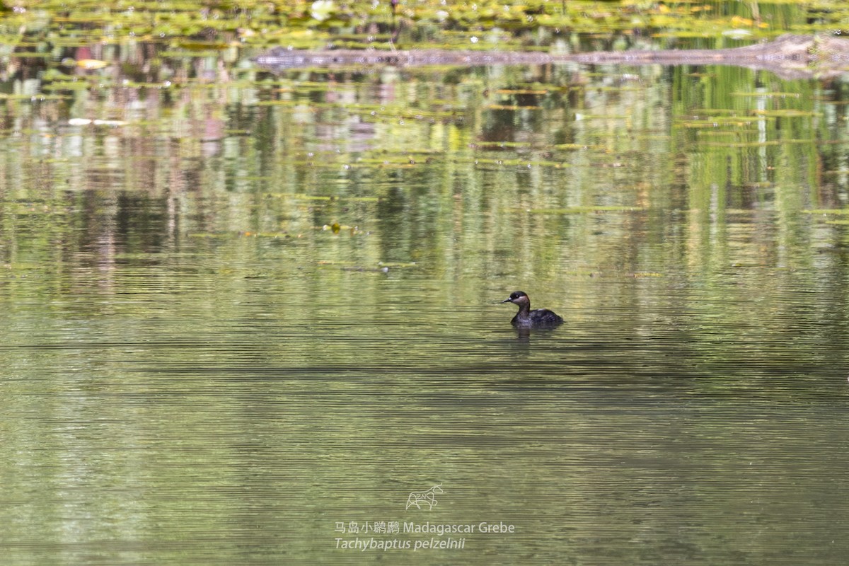 Madagascar Grebe - ML610927039